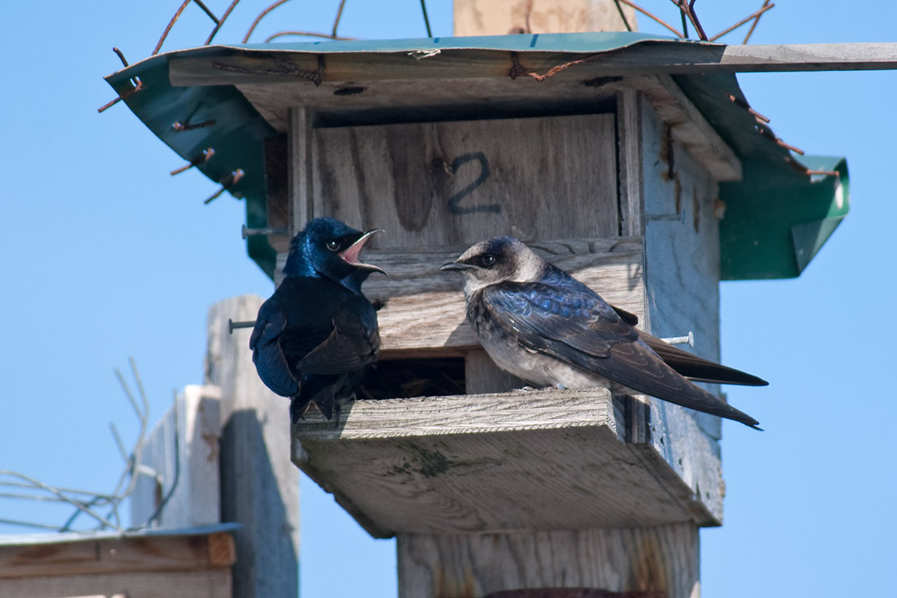 Purple Martins